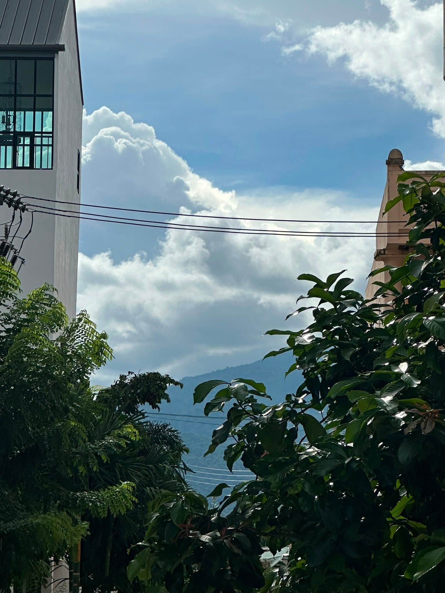 The mountain visible between buildings and trees from a city street
