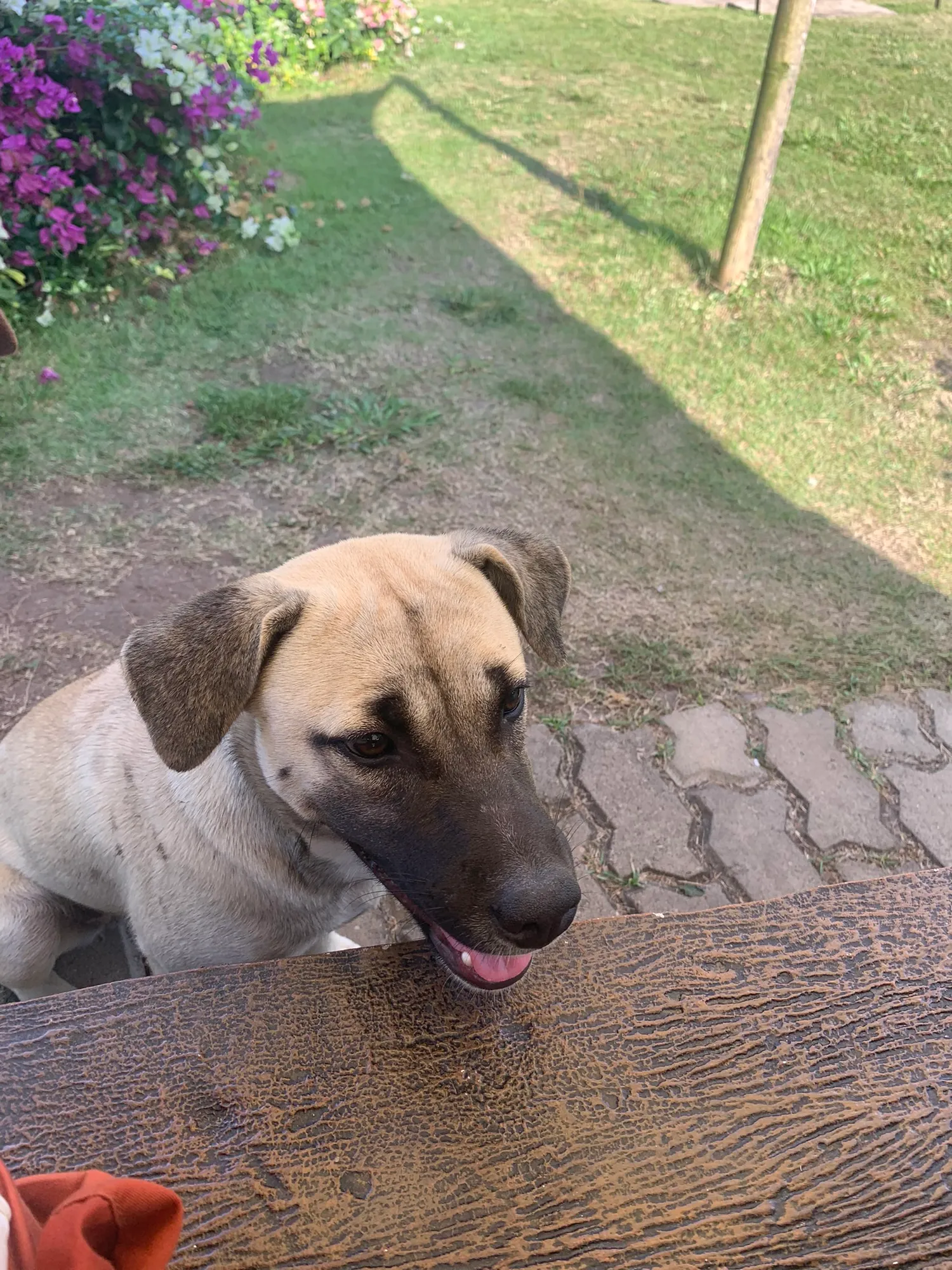 A dog in Chiang Dao