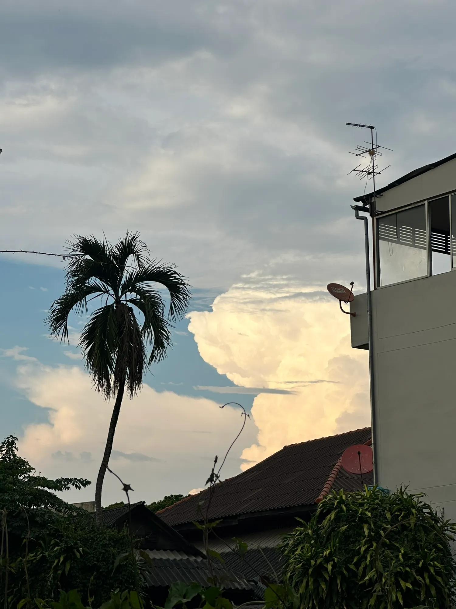 Palm and storm cloud at dusk
