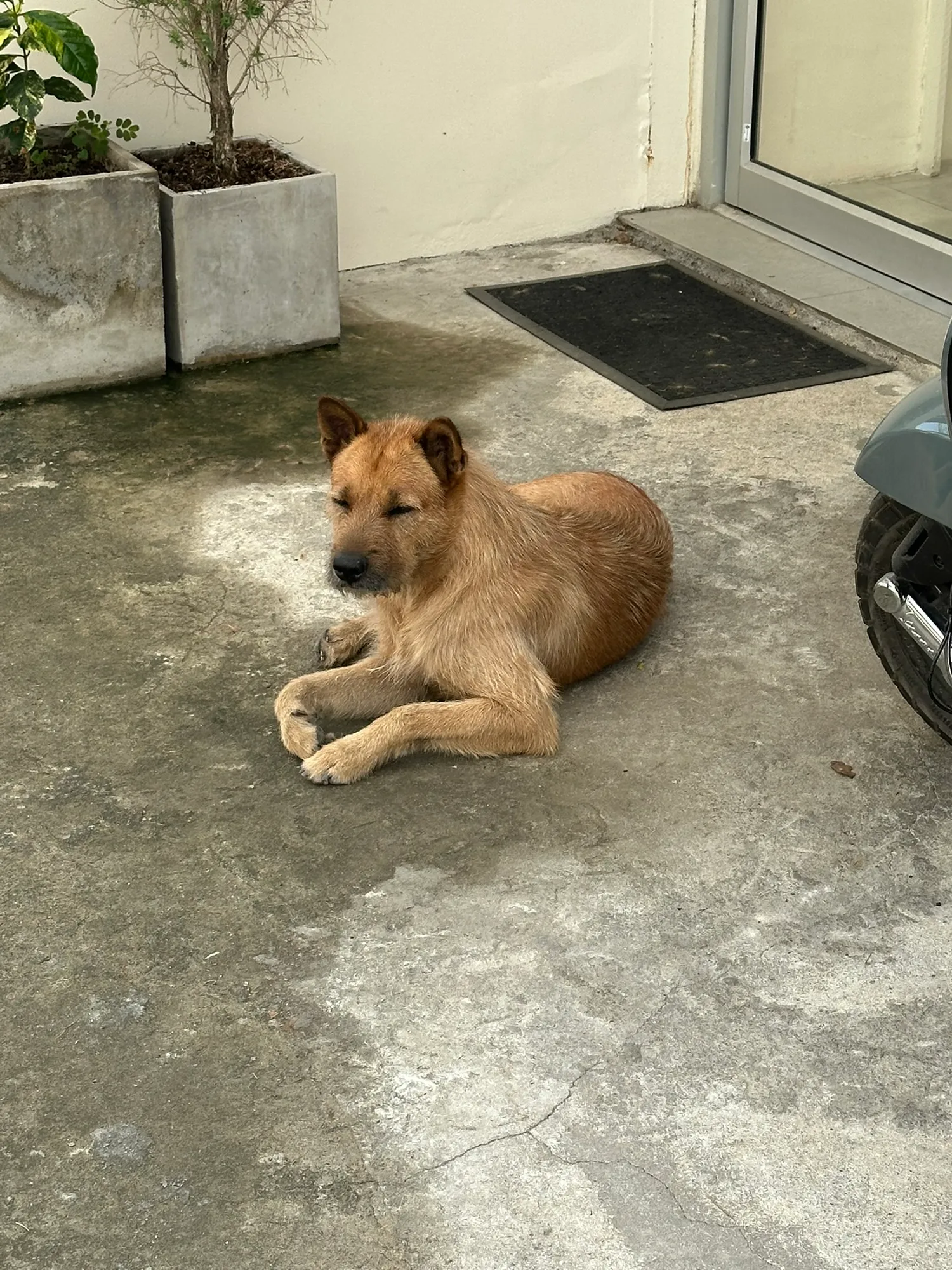 A stray dog in Chiang Mai