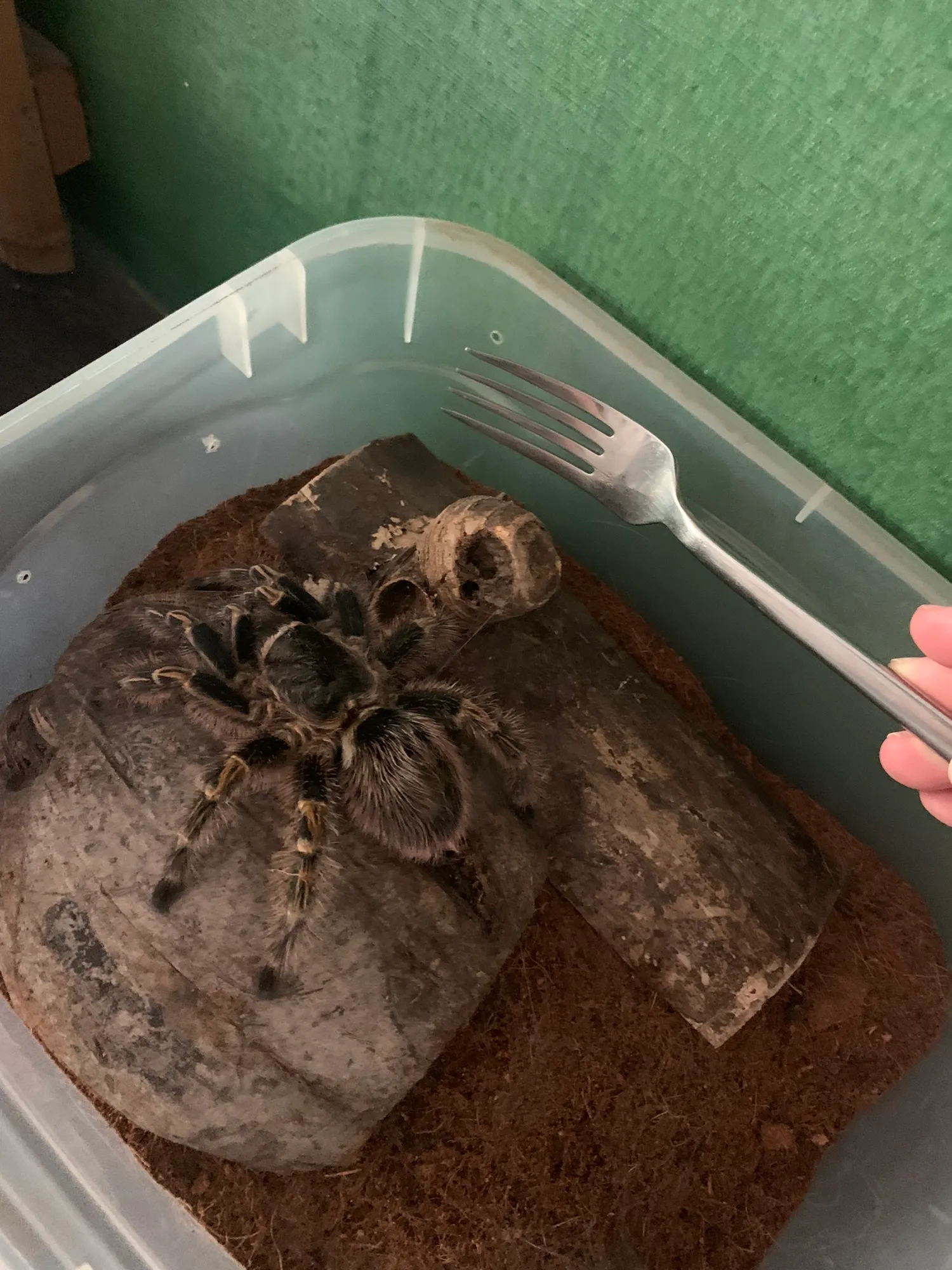 Chaco Golden Knee tarantula