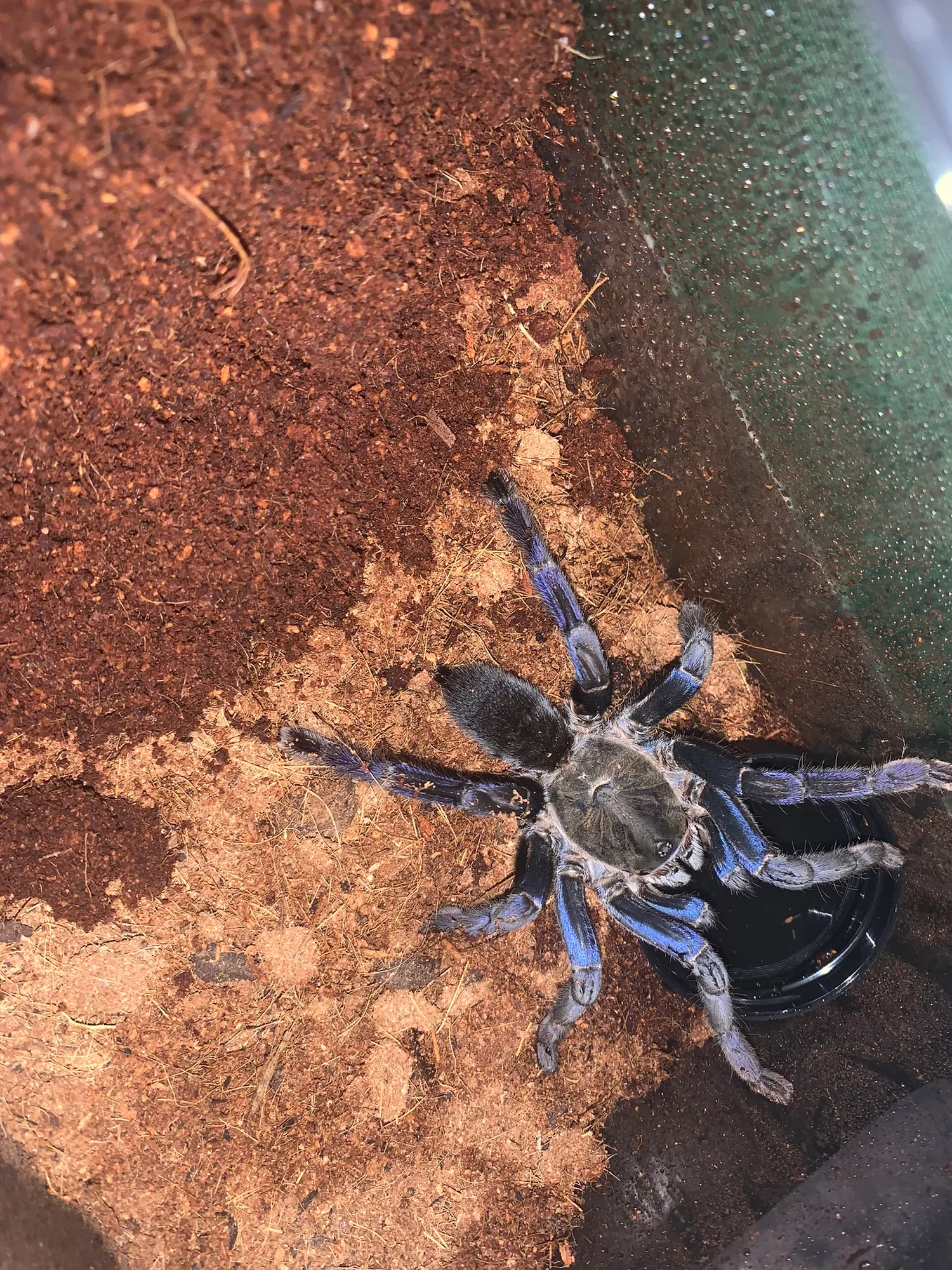 A Cobalt Blue tarantula drinking