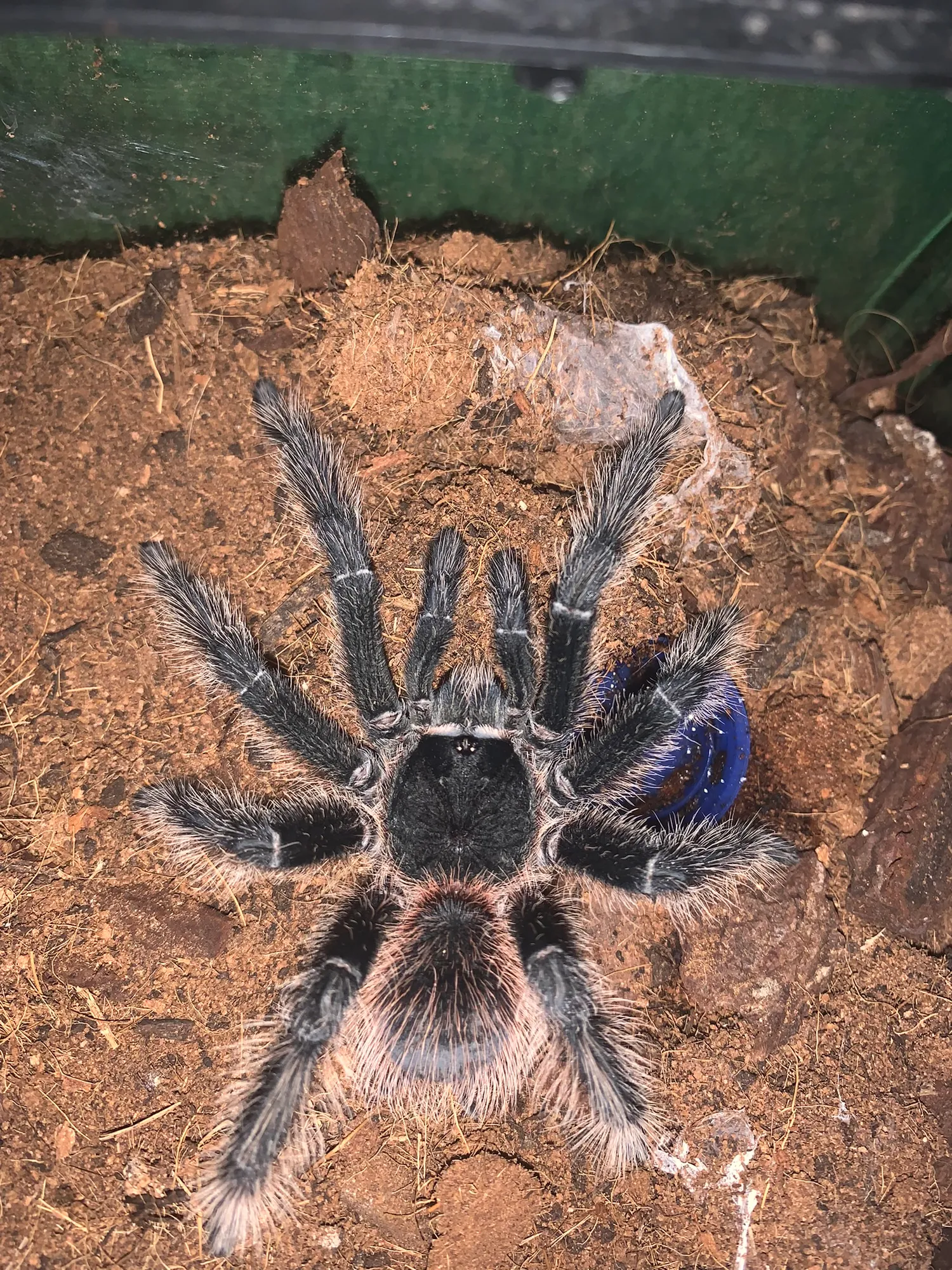 Salmon Pink bird-eating spider